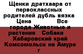 Щенки дратхаара от первоклассных  родителей(дубль вязка) › Цена ­ 22 000 - Все города Животные и растения » Собаки   . Хабаровский край,Комсомольск-на-Амуре г.